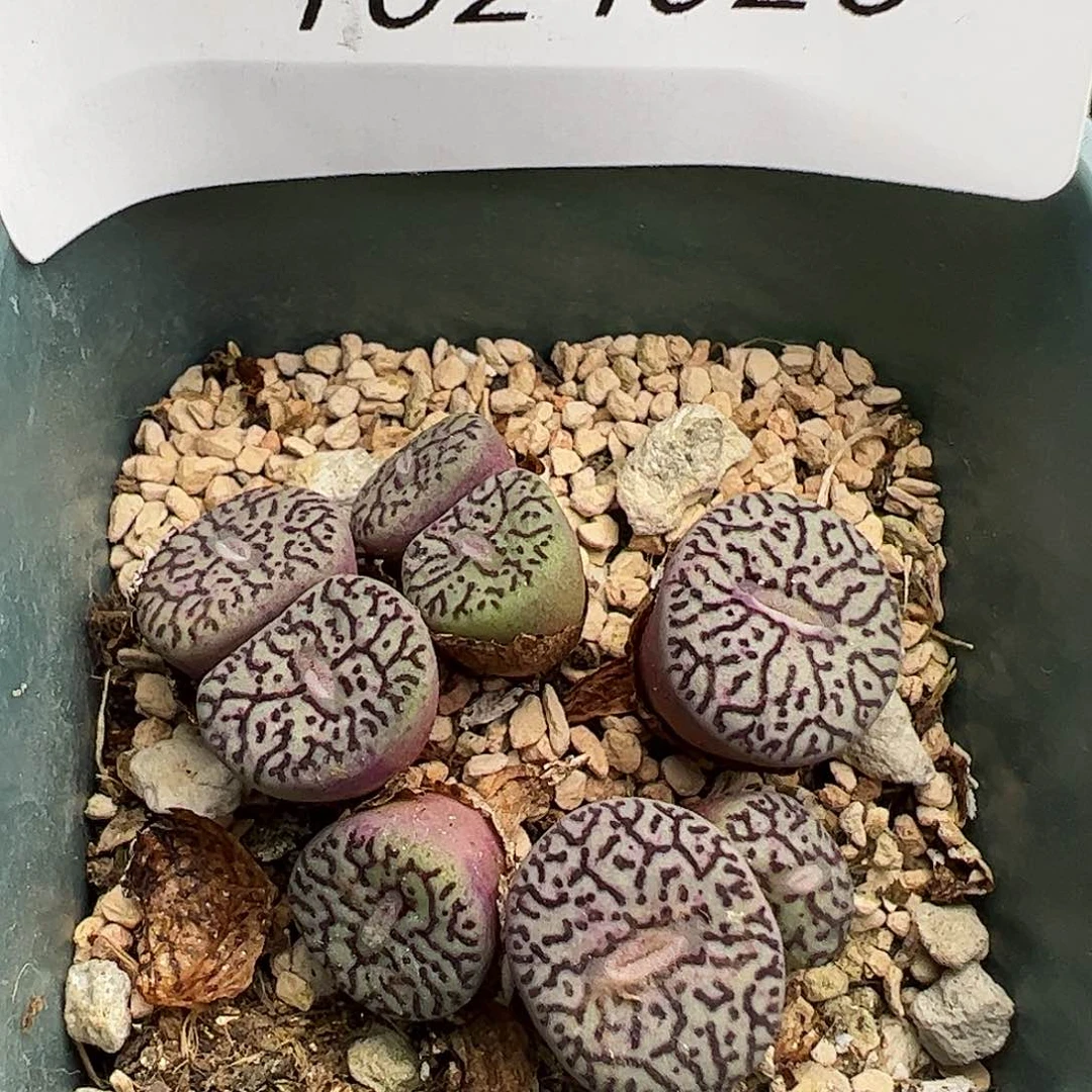 1024020/拿铁多肉植物馆