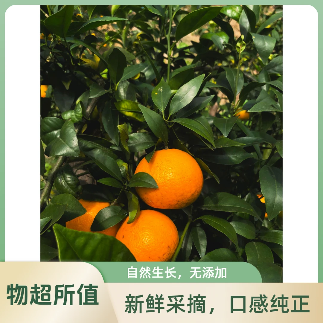 云南曲靖高山沃柑