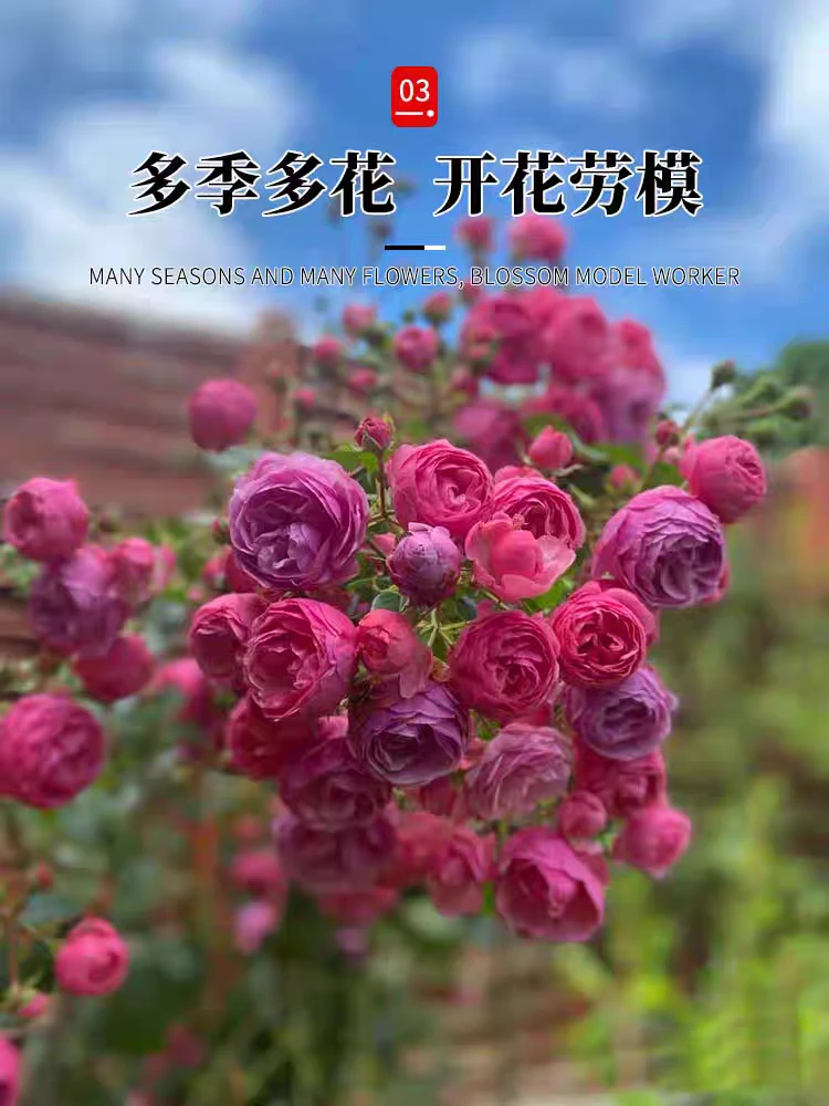 艾拉绒球爬藤月季高度50-70公分玫瑰庭院带花四季开花室内外阳台