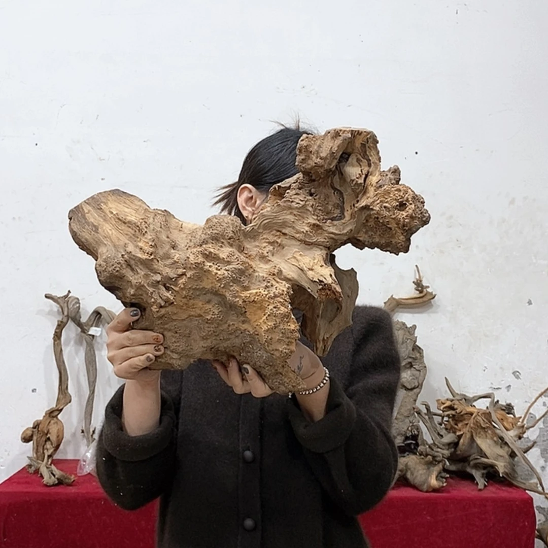 【闪购商品】柏木优**园我们的生活也