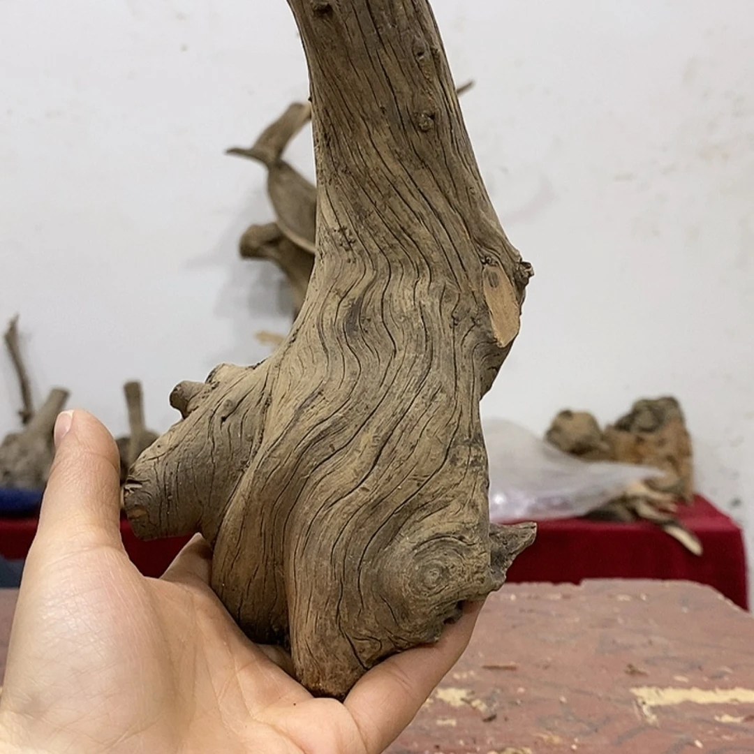 【闪购商品】柏木桂