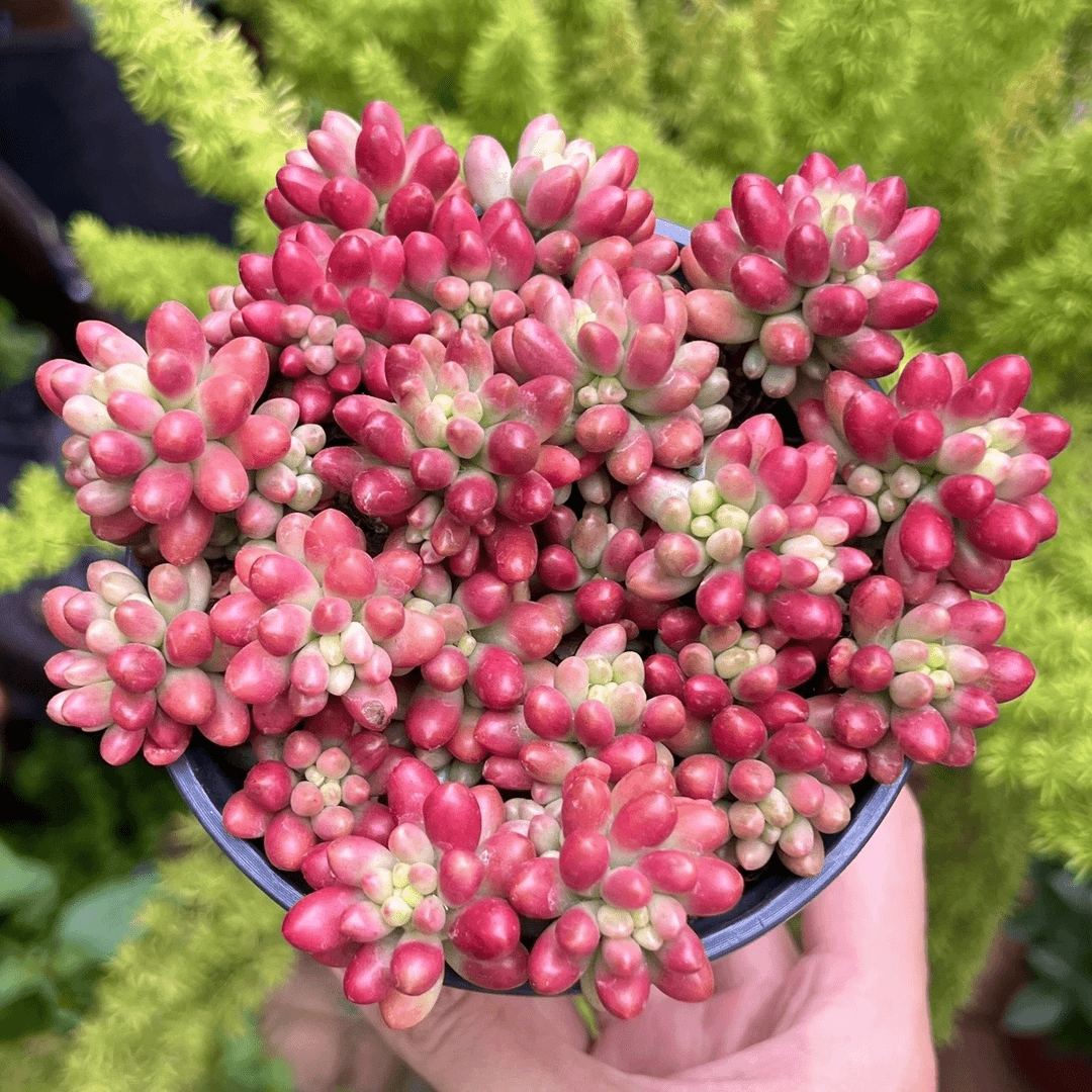 虹之玉(全场两单包邮)云南精控精养精品多肉植物 带盆