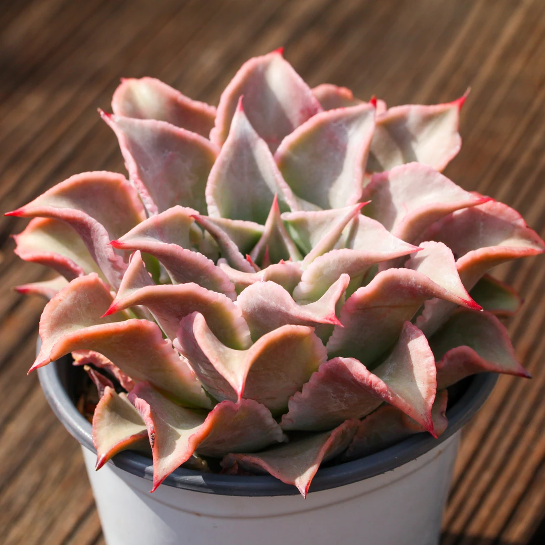 饺子皮大单头   云南精控精品多肉植物（全场两单包邮） 带盆