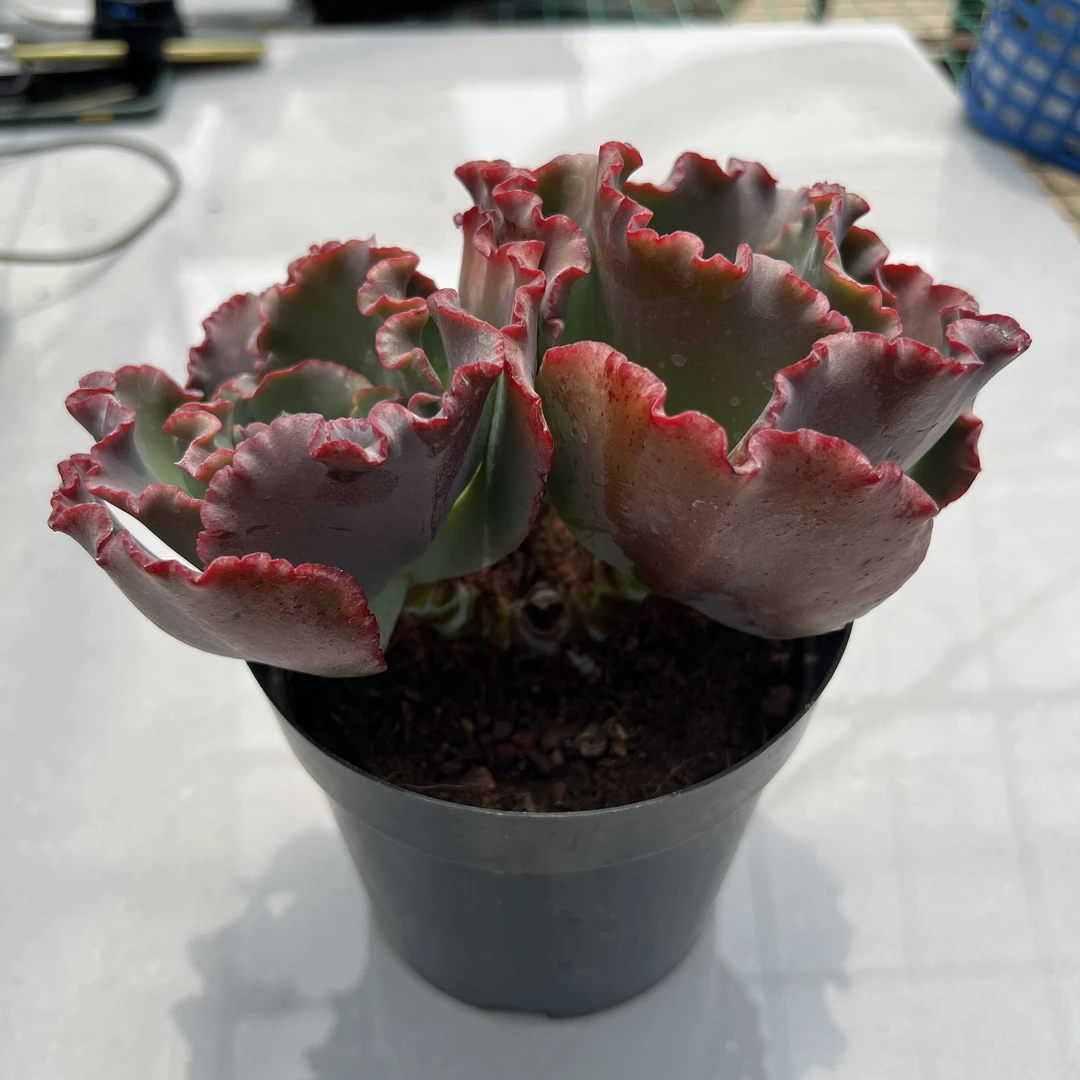 女王双笠  云南精控精养精品多肉植物（全场两单包邮） 带盆