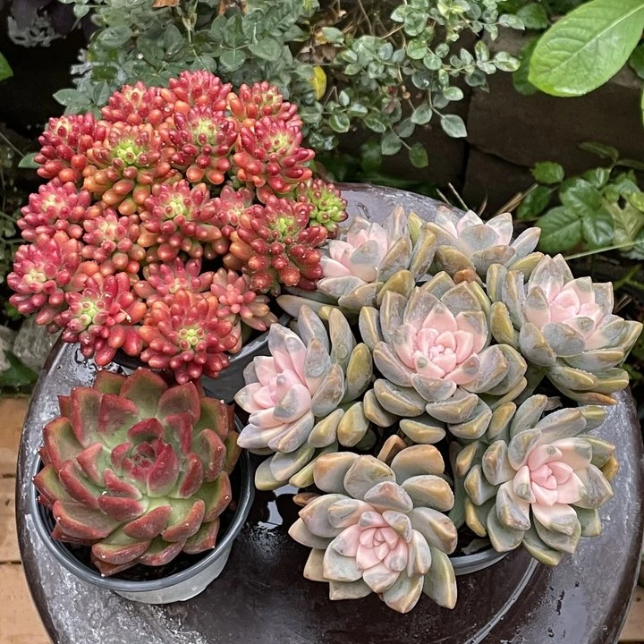 3颗精品贵货组合(多肉植物任意两单包邮) 带盆