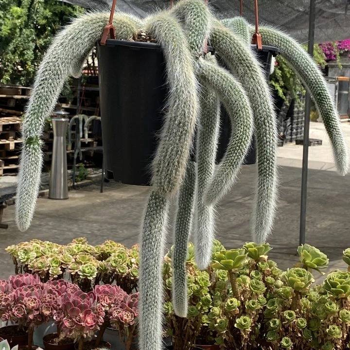 九尾狐大群（全场两单包邮）云南精控精养精品多肉植物