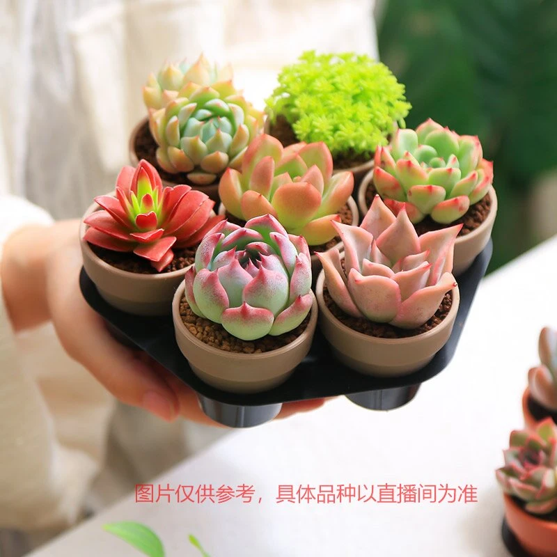 七仙女组合多肉植物套餐 带盆带托种好发货 家居工位温馨小摆件Y