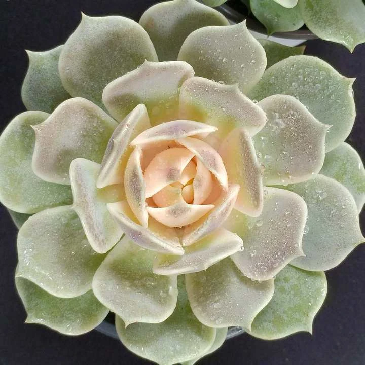露娜莲锦单头（全场两单包邮）  云南精控精养精品多肉植物   带盆