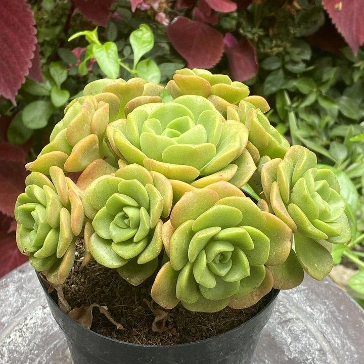 百合莉莉多头 云南精控精养精品多肉植物（全场两单包邮）单品脱土
