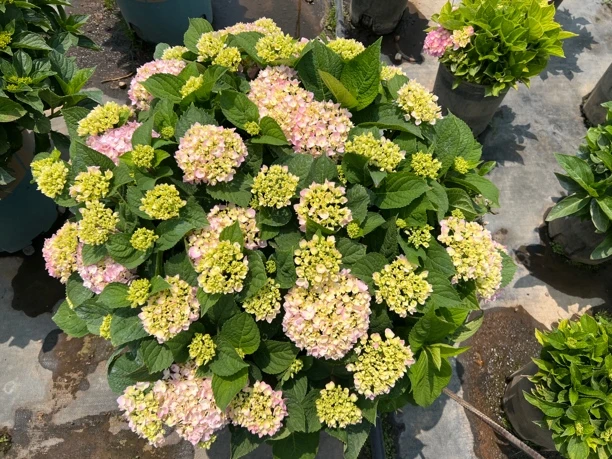 大花绣球 基地直发（已发货不支持仅退款售后需开箱视频）花期长