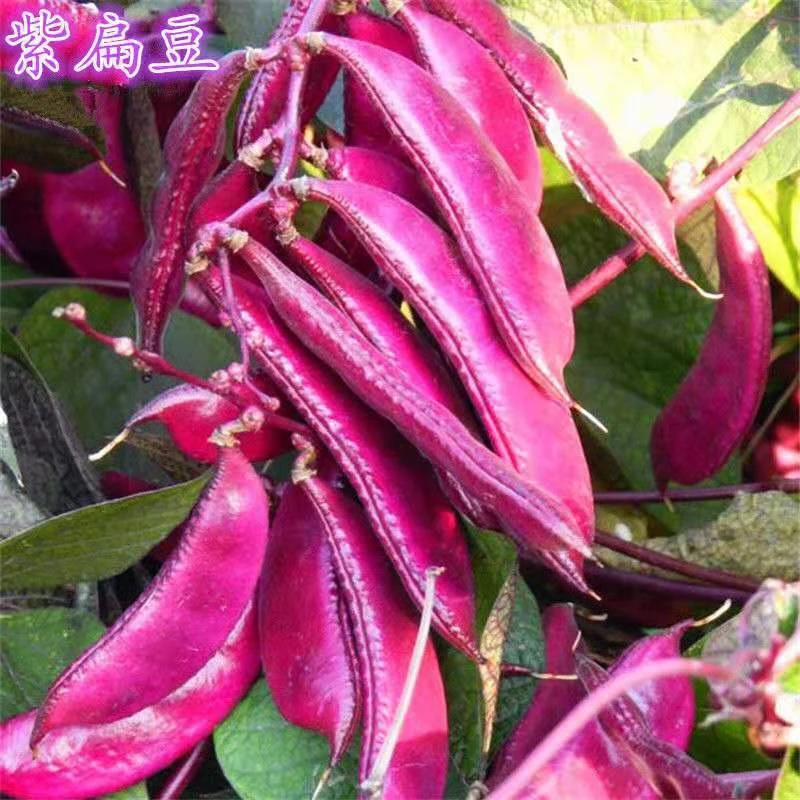全紫红边绿眉豆种子扁豆荷兰豆盆栽庭院爬藤四季春夏播蔬菜种孑籽
