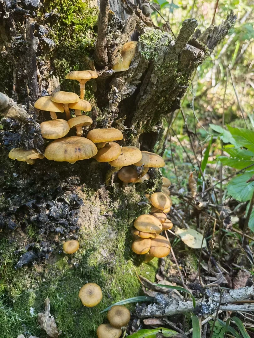 长白山人参特产榛蘑500克