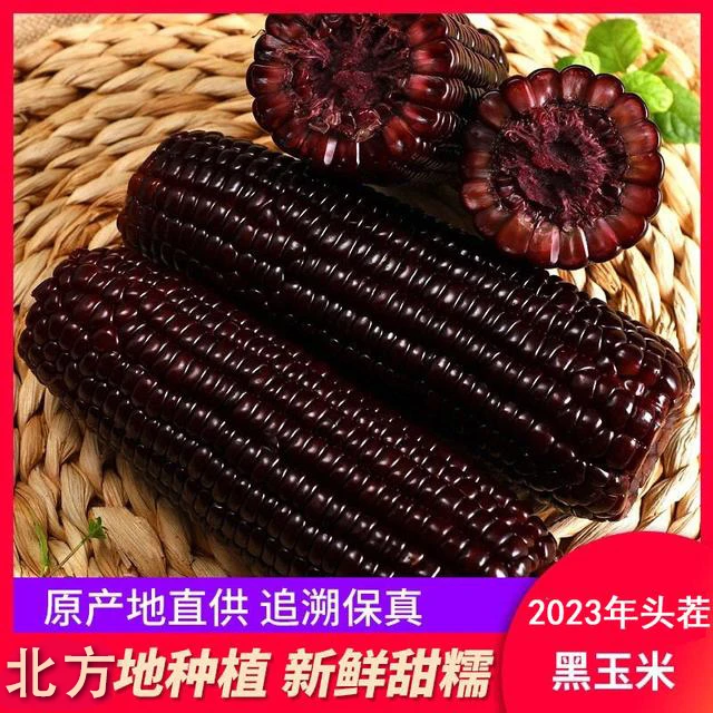 北方黑糯玉米新鲜黑玉米甜糯玉米10支220克/根代餐粗粮粘糯紫玉米