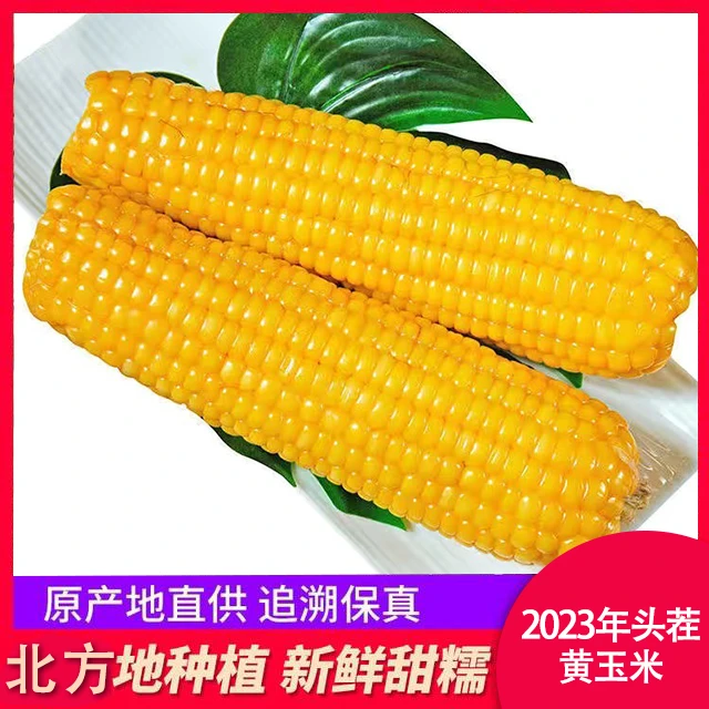 肆禧芝山西忻州黄玉米 整箱黄糯玉米 220g/根 真空包装