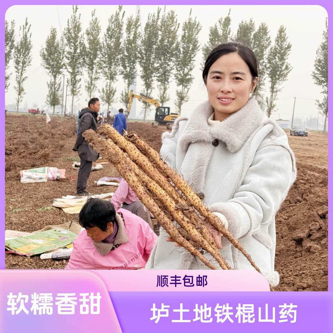 【顺丰发货】静静在产地2024现挖新鲜河南温县正宗垆土铁棍山药