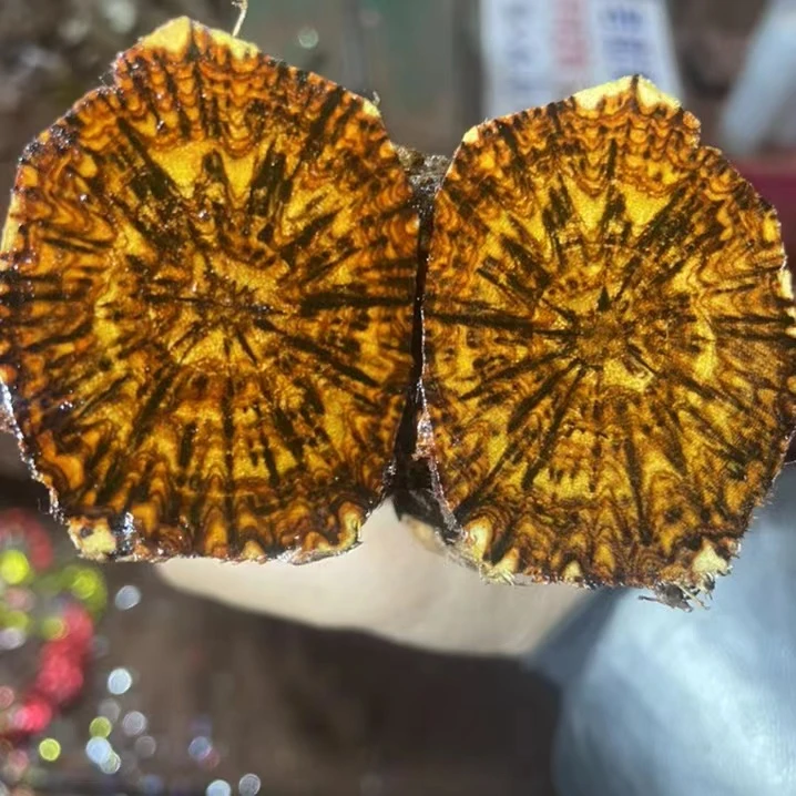 老油梨对眼天眼黄花梨老料纯手工