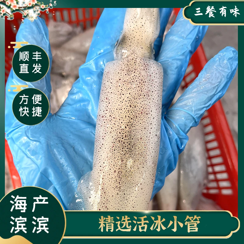 祥芝渔港海鲜 拖网小管  一口管 肉质脆嫩鲜甜 新鲜上岸