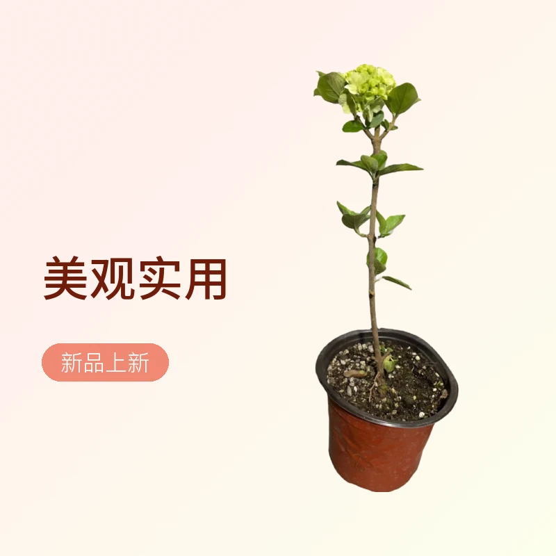 中华木绣球庭院花木春季夏季美观白色实用上新