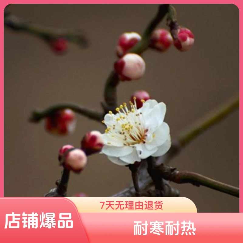 原生龙游梅花老桩盆景花卉耐寒耐热植物室内阳台庭院盆栽