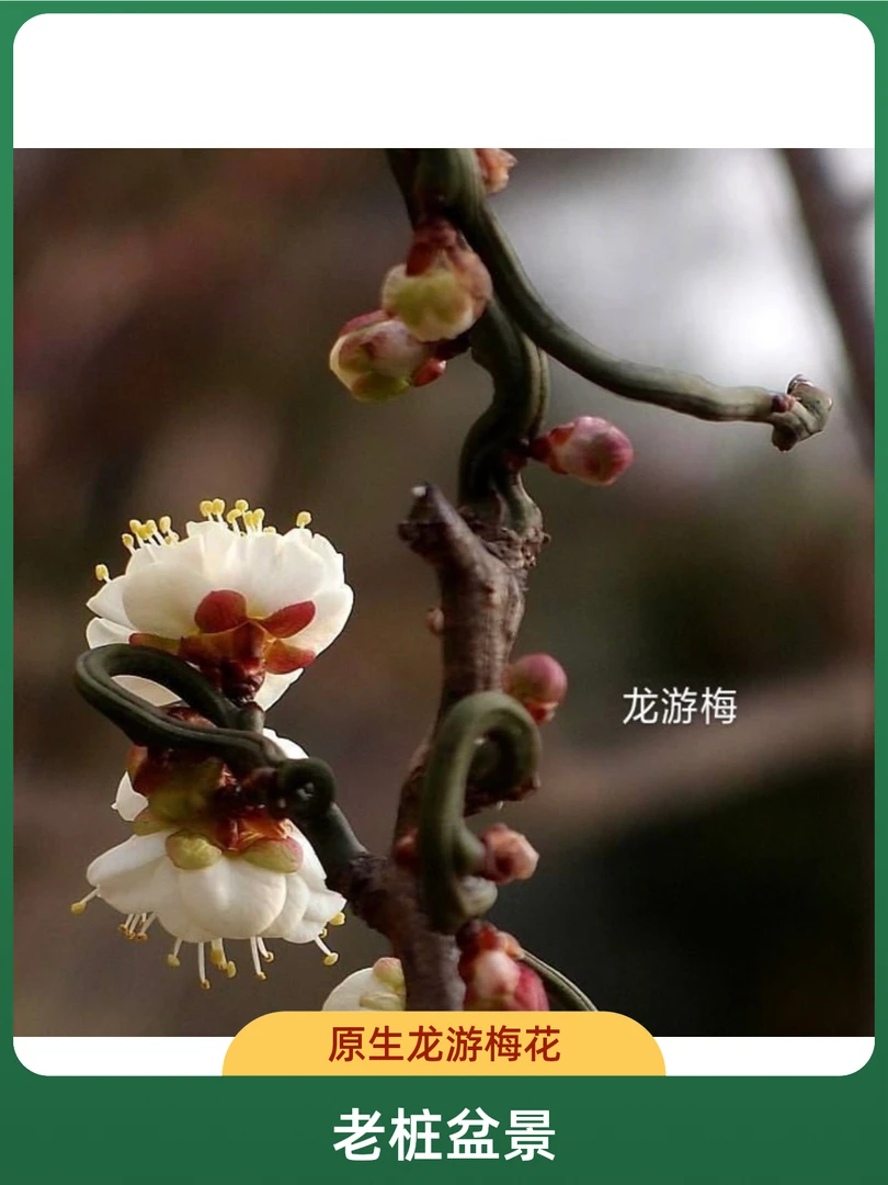 原生盆景造型龙游梅