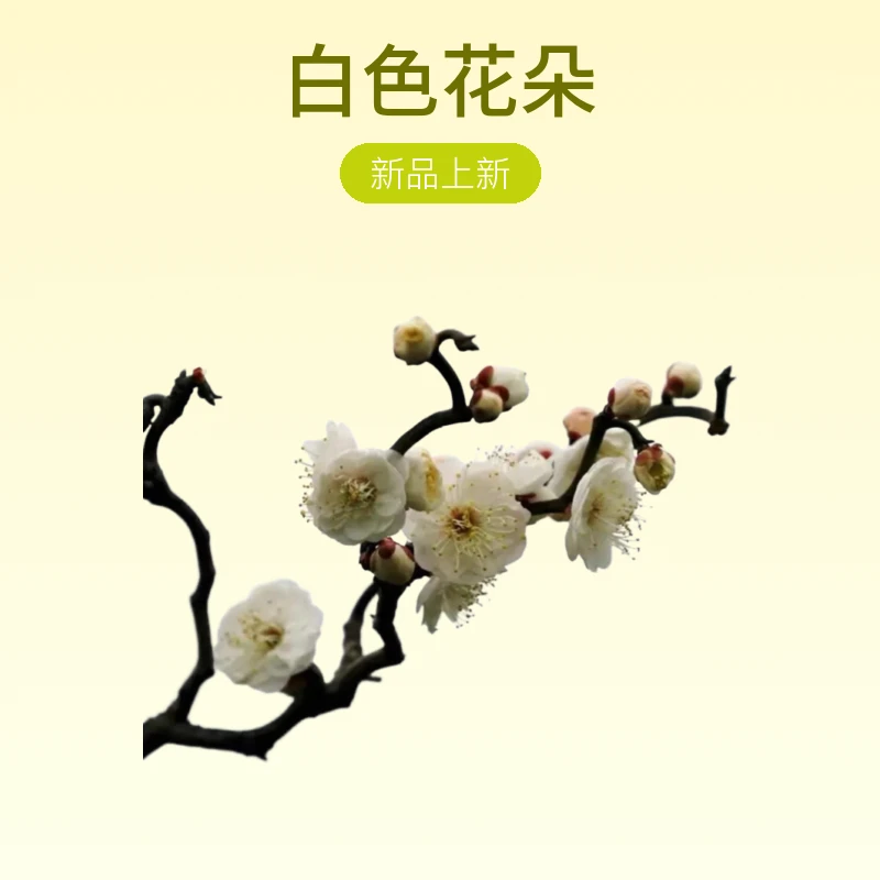 龙游梅盆景室内阳台观花植物耐寒造型奇特盆栽