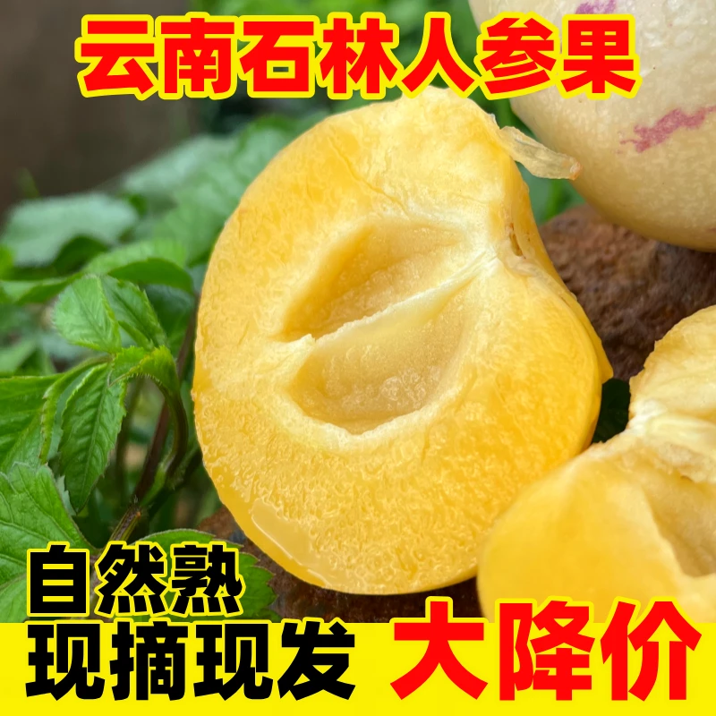 【5斤装】云南高山石林人参果产地直发新鲜现摘黄肉多汁中大