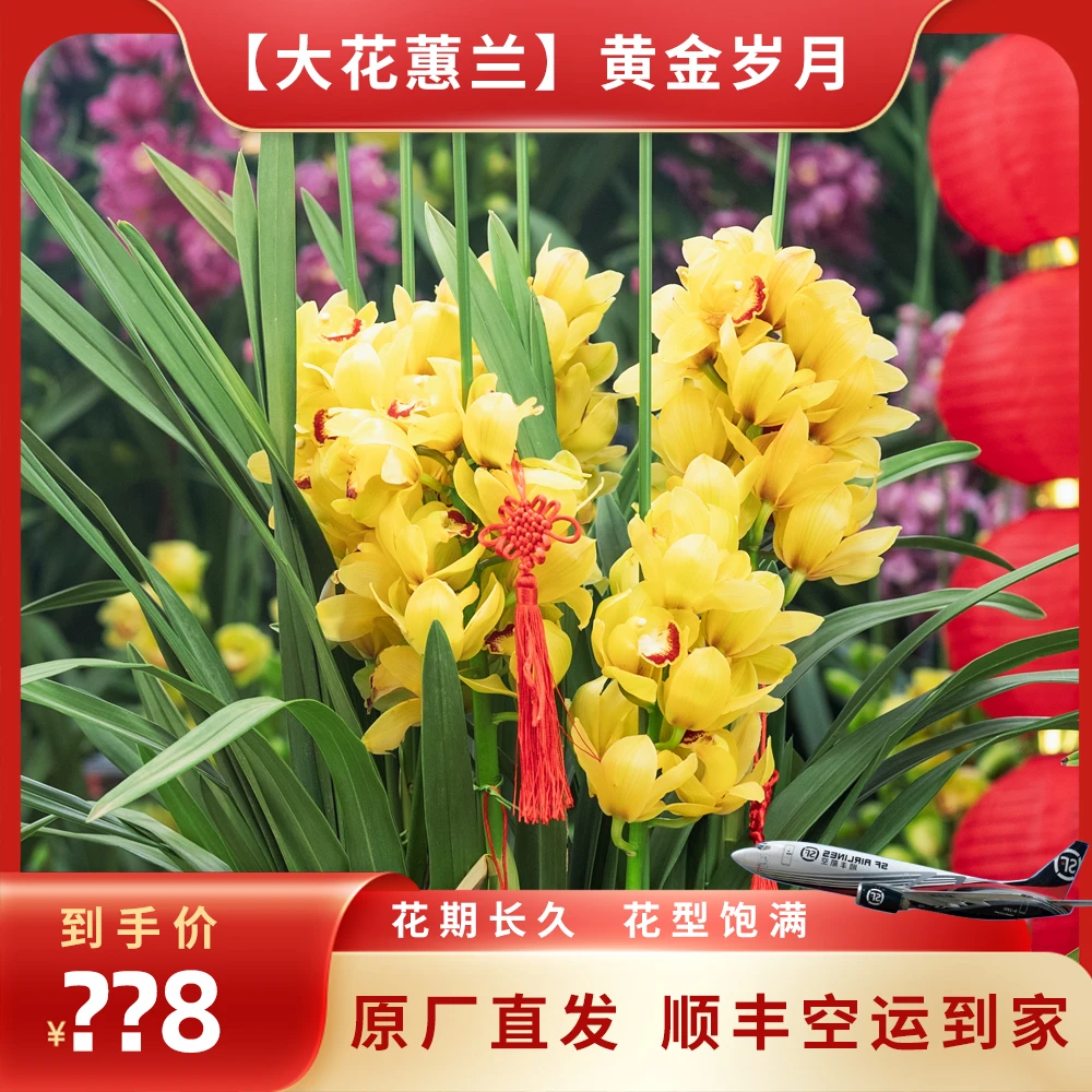 【黄金岁月】黄色大花蕙兰年宵花冬天好养花卉室内顺丰空运包邮