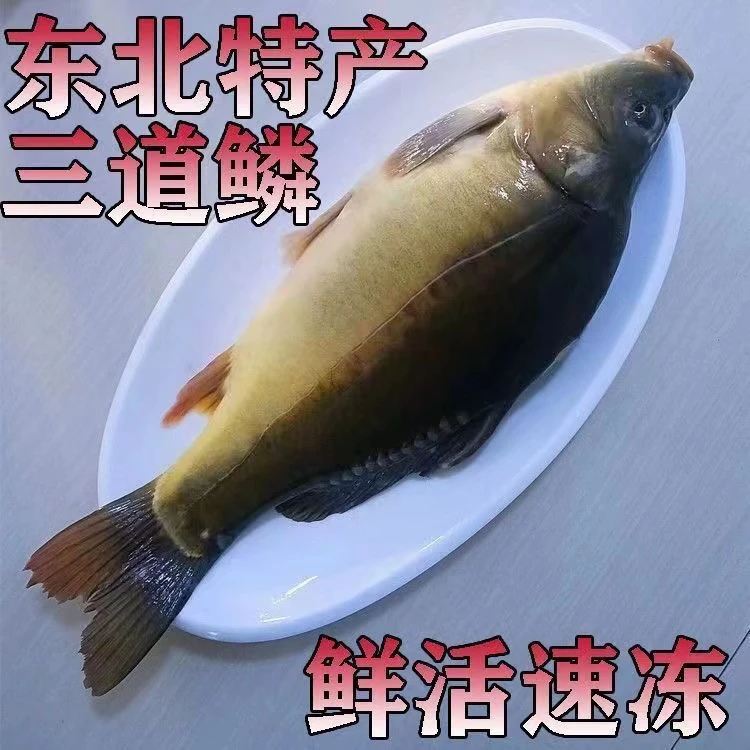 顺丰空运东北三道鳞鱼淡水鱼框镜鱼三道鳞鲤鱼