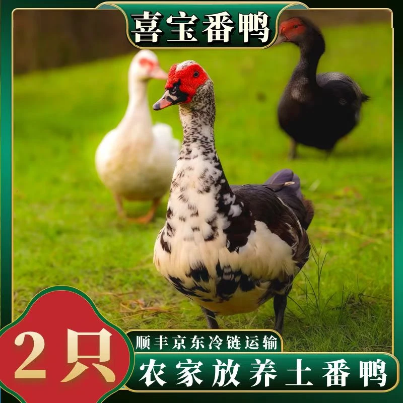 【喜宝家】  山林放养番鸭 顺丰/京东包邮2只净重8斤