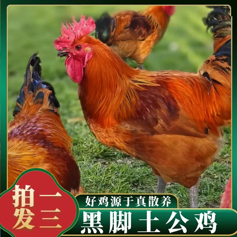 【喜宝家】放养农家黑脚土公鸡 半年左右肉质鲜嫩 3只净重9斤