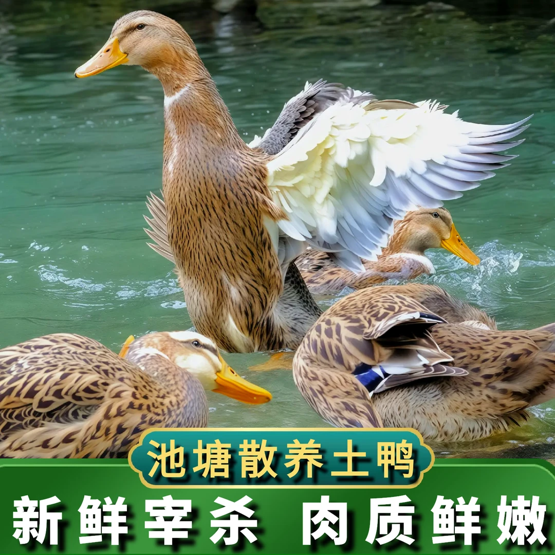 【喜宝家】 农户放养水鸭仔鸭2只净重7斤 非老鸭 净膛