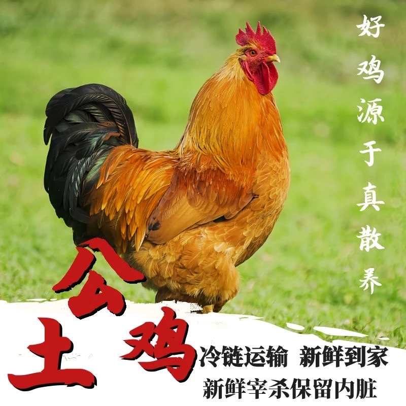 【喜宝家】200天黄脚公鸡肉质鲜嫩 单只毛重4斤净重2.8左右带内脏