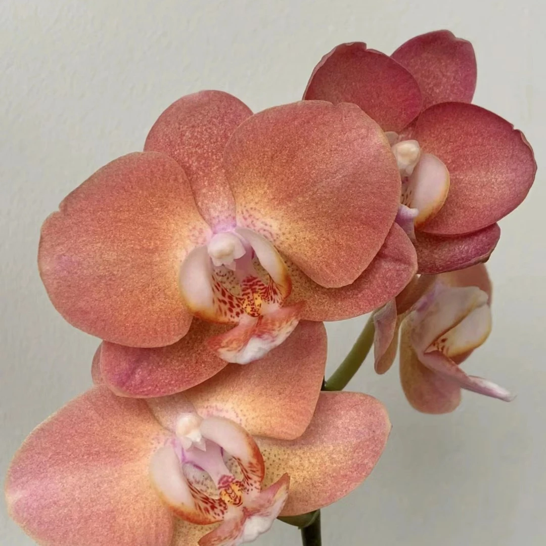 【花之漫】（单花剑鲑鱼）蝴蝶兰花卉室内阳台桌面观花四季开花盆栽