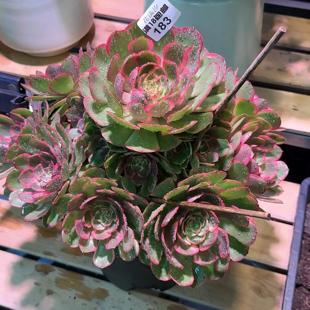 粉花妖183多肉植物