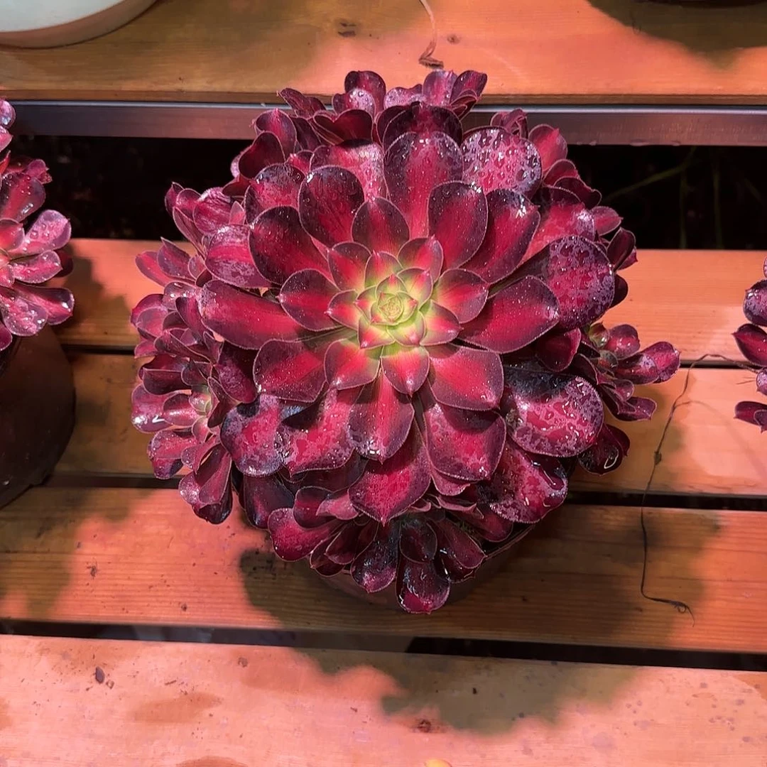 小*尼娜皇后多肉植物