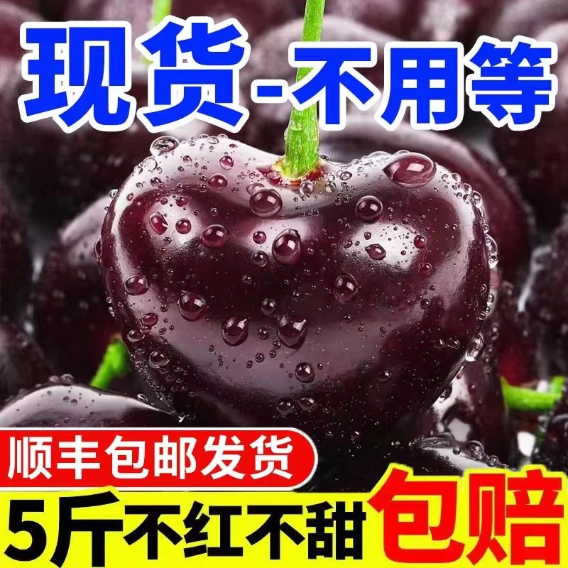 现货智利进口车厘子新鲜5斤jjjj桑提娜大樱桃礼盒装顺丰包邮