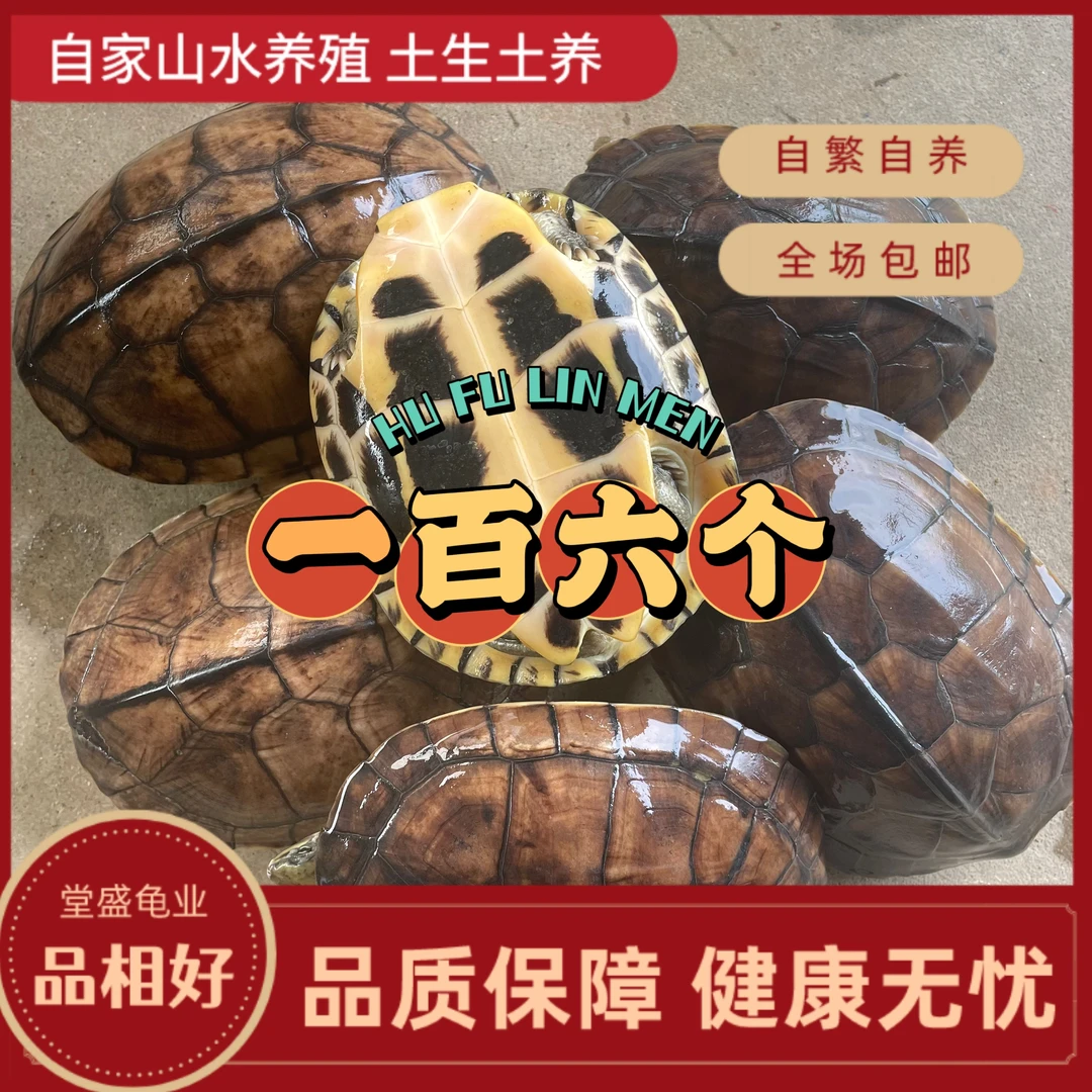 正宗石金钱干净纯种冷水龟原产地直发好养耐活每只4-5两食用干净