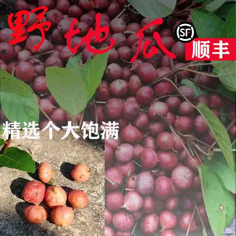 四川野地瓜野地瓜果地枇杷顺丰包邮坏果包赔