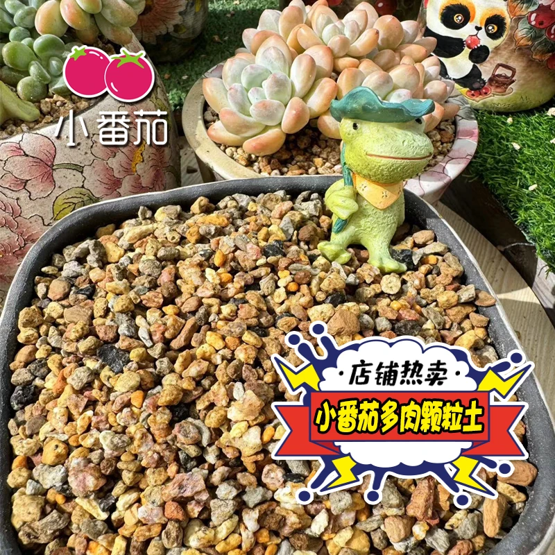 【小番茄自用款多肉颗粒土】保水透气易控型易生根适合多肉植物生长