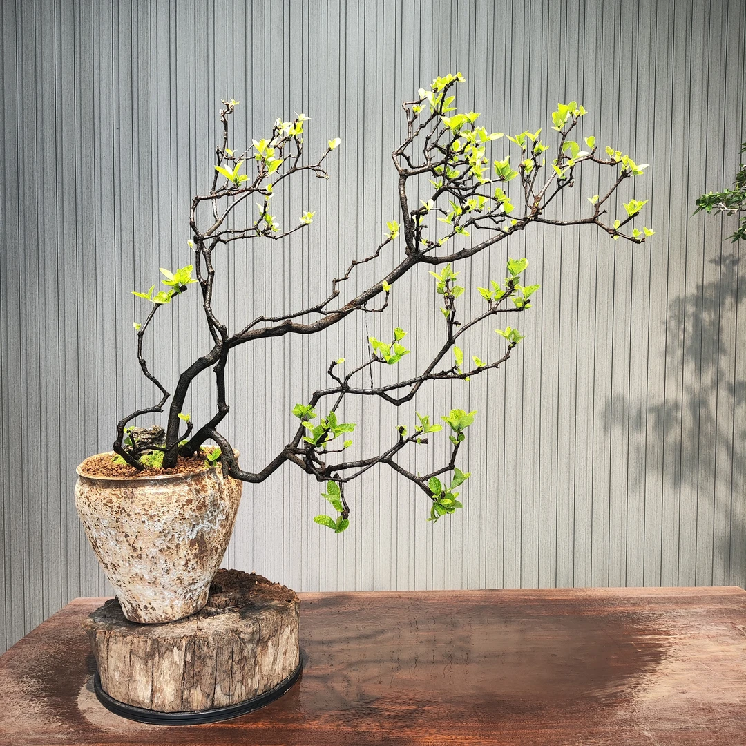 【精品】海岛春花枝条苍老有力骨感好意境好茶室高档空间摆放有品味