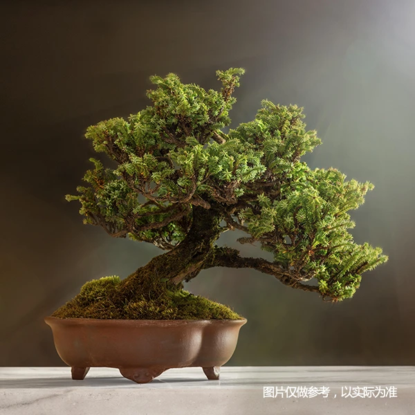 【盆景一物一拍链接】 老桩自然桩海岛桩日货（忽略图片以实物为准）