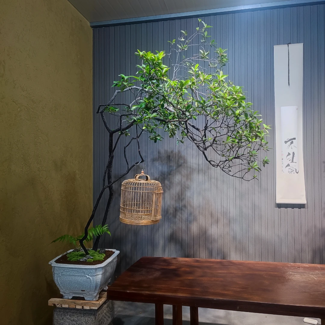 精品老桩海岛春花石斑木盆栽 室内庭院好养易活 开花结果四季常绿