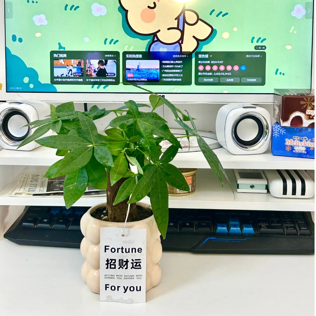 办公室桌面四季常青植物花卉绿植 小独杆发财树盆栽
