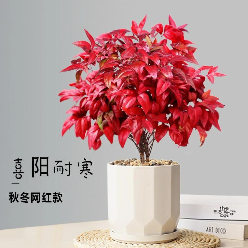 四季南天竹火焰转运竹万年红盆栽竹子不落叶 30-40左右cm➕加伦盆