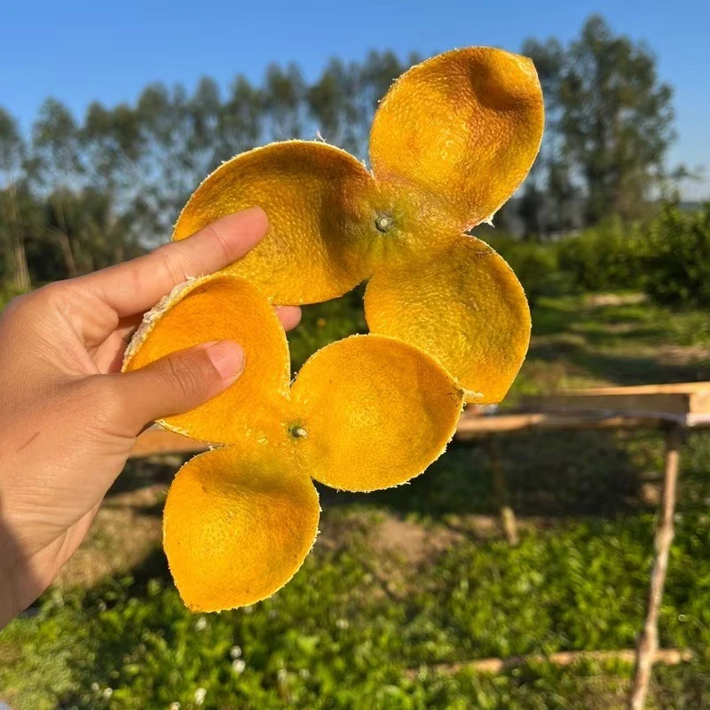 【天马红皮】2024天马大红皮新会陈皮自然生晒