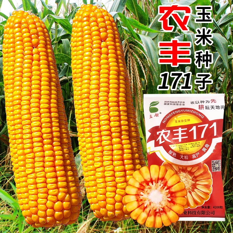 农丰171玉米种子超抗病虫害红轴大棒马牙籽耐高温抗旱抗涝超高产