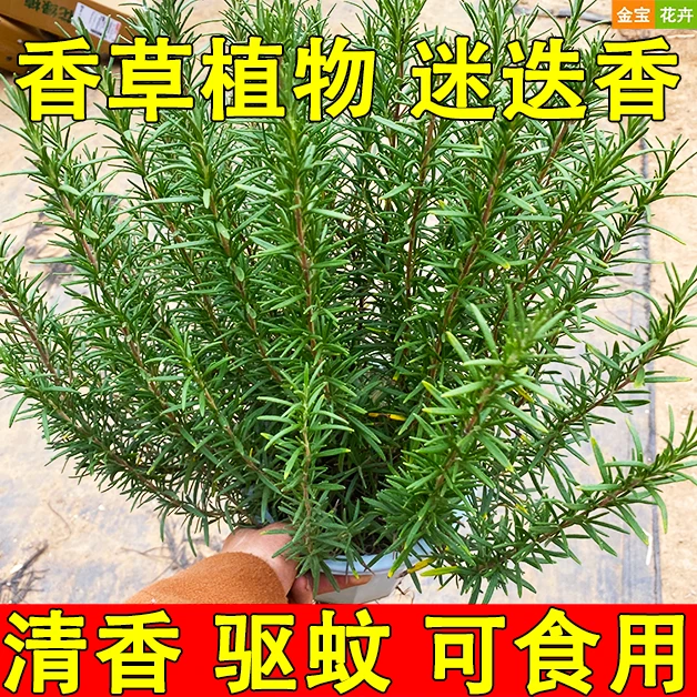 可食用迷迭香盆栽棒棒糖驱蚊植物绿植室内客厅净化空气吸甲醛