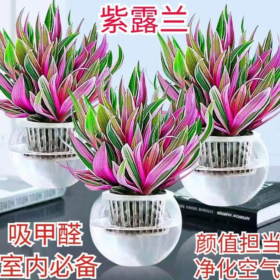 【紫露兰水培】室内植物盆栽吊兰净化空气吸甲醛高颜值客厅摆放花绿