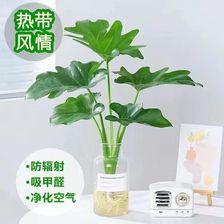春羽水培懒人植物盆栽室内绿植小天使好养花卉客厅净化空气四季好