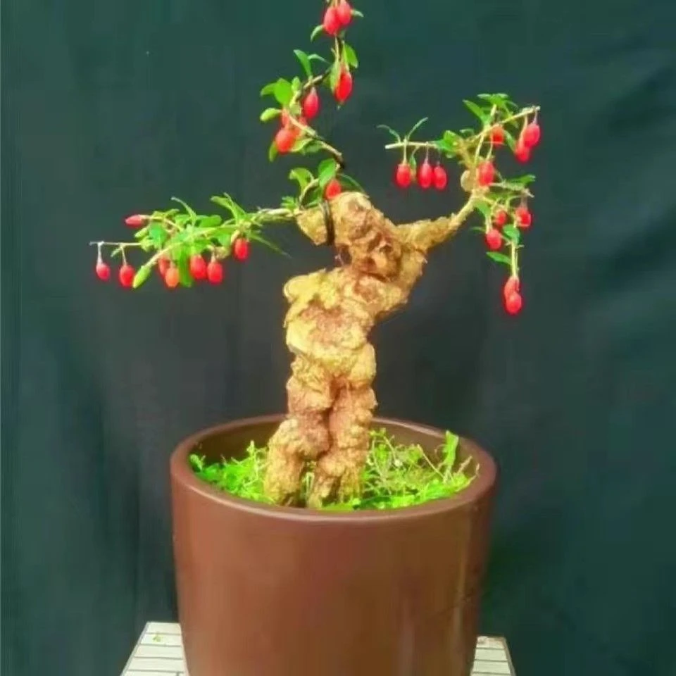 枸杞盆景精品各种盆景